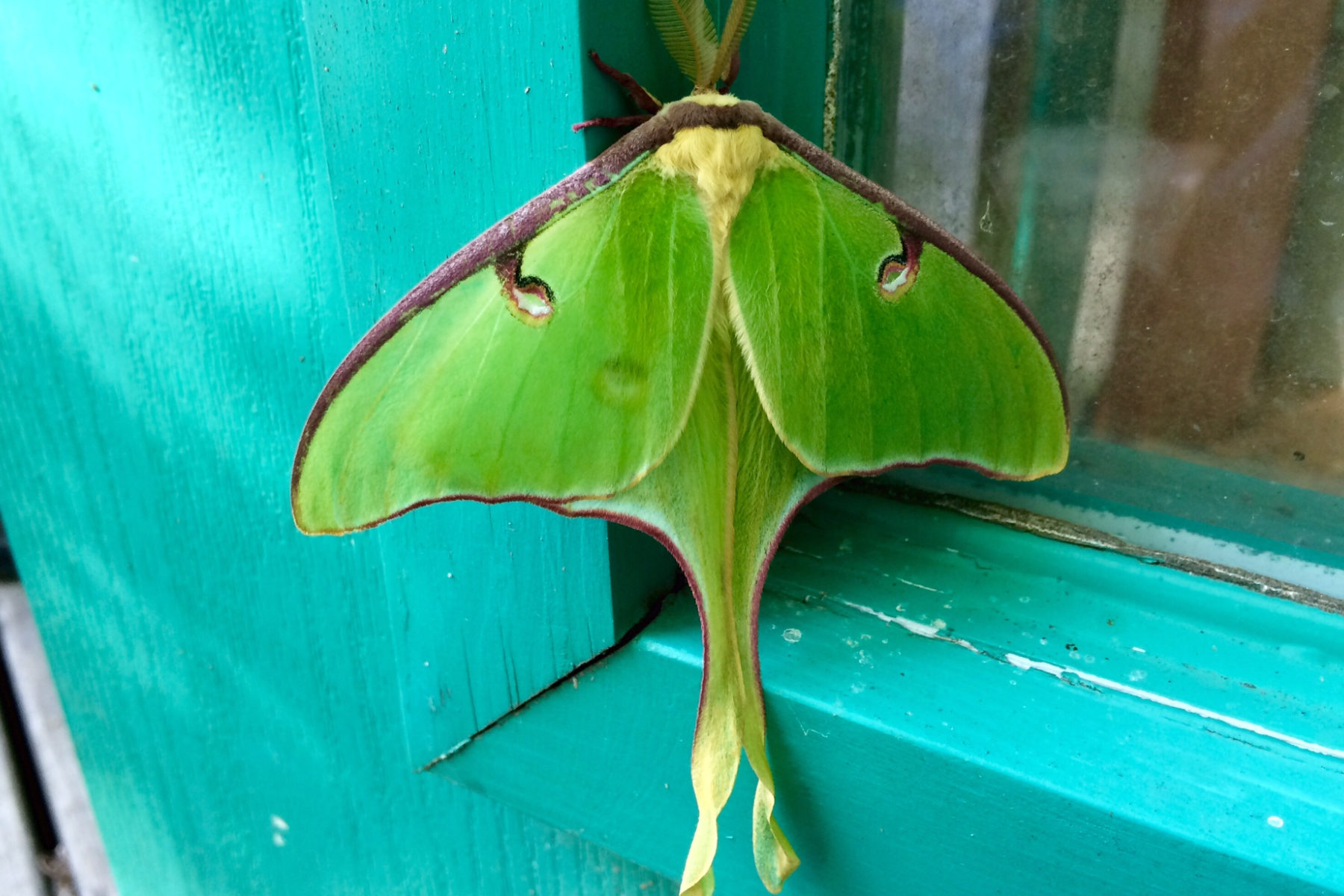 cropped-luna-moth-1.jpg